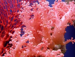Τα κοράλλια χάνουν τα χρώματά τους και πεθαίνουν..